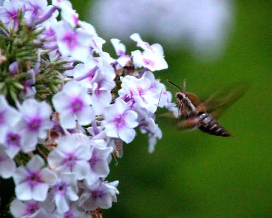 Photo by Gale Miko A hummingbird moth feeds on nectar from a pink phlox.