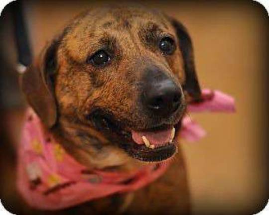Furry friends up for adoption Dorothy.