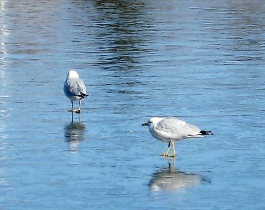 Gulls skating on an icy pond Gulls skate on Fireman's Pond in Vernon on a frigid Saturday.