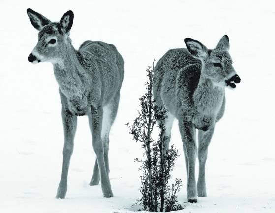 Melting snow reveals a snack