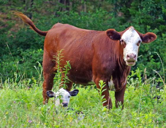 A cow and her calf wonder about.