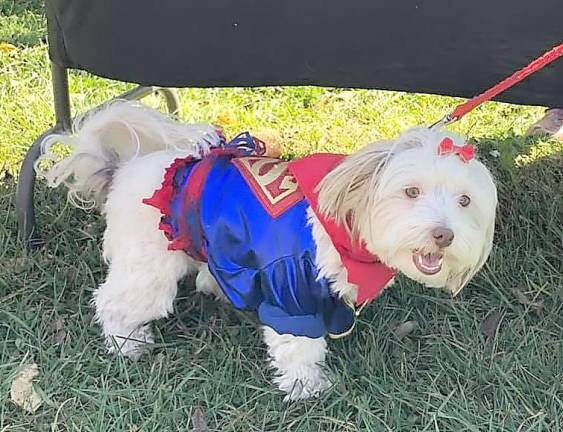 Vernon Dog Park hosts Halloween parade