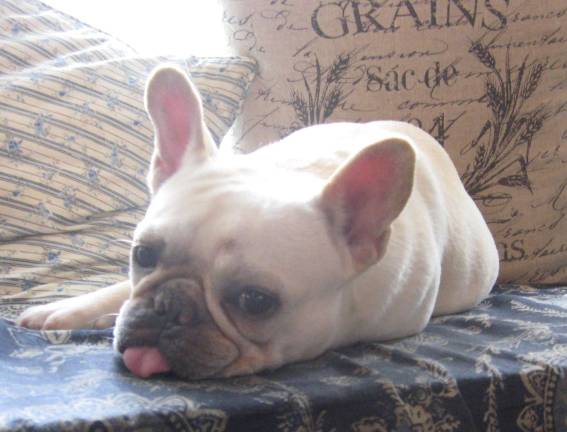 Bean, a canine fixture at the Daily Bean, greets folks with a wag and a tongue.