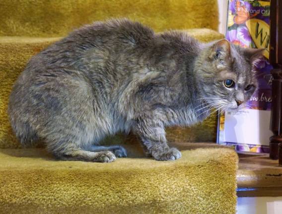 22 year-old Miss Pittypat looks forward to her Birthday Party at the Merry Go Round.