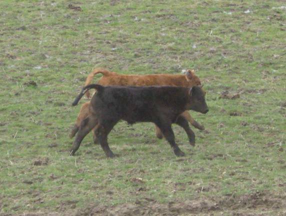 Two calves see the farmer and know dinner is coming.