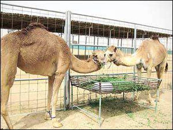 Camel expert hails Camel expert hails