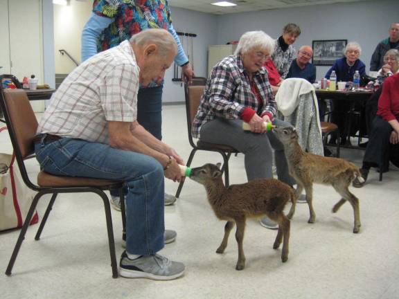 Two volunteers of the Vernon Leisure Club feed lunch to two Arabian sheep.