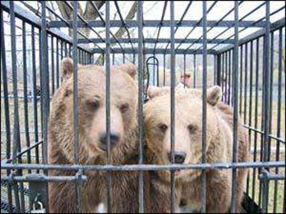 New at the zoo - Space Farms welcomes Syrian grizzly bear sisters New at the zoo - Space Farms welcomes Syrian grizzly bear sisters