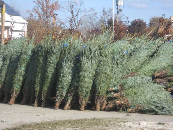 These evergreen trees will be for sale at the Vernon firehouse soon.