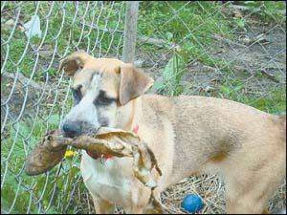 Cat and dog of the week Cat and dog of the week