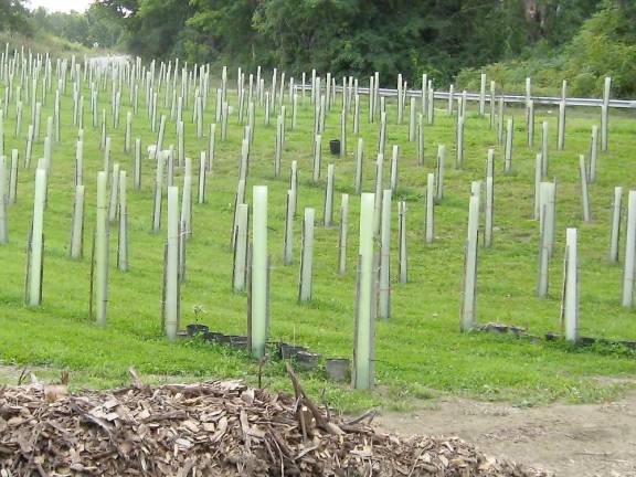 Tree farmer to plant 2,020 trees in 2020 Curious passers-by watch tubex tree shelters pop up on the farm. Now it’s clear what’s growing. (Photo by Janet Redyke)