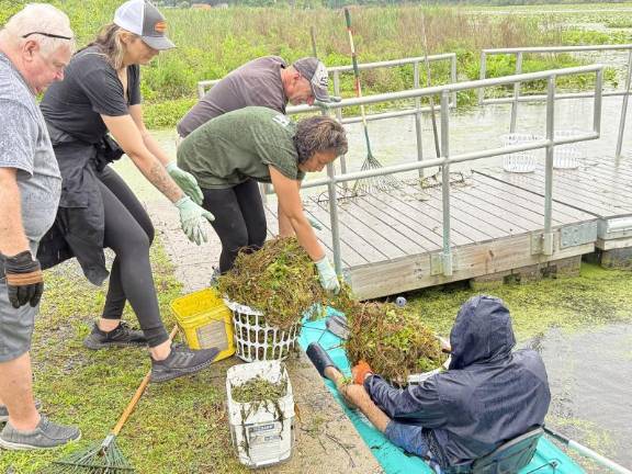 A losing battle at local lakes? Residents pull water chestnuts from the northeast arm of Greenwood Lake on June 7. (Photo by Peter Lyons Hall)