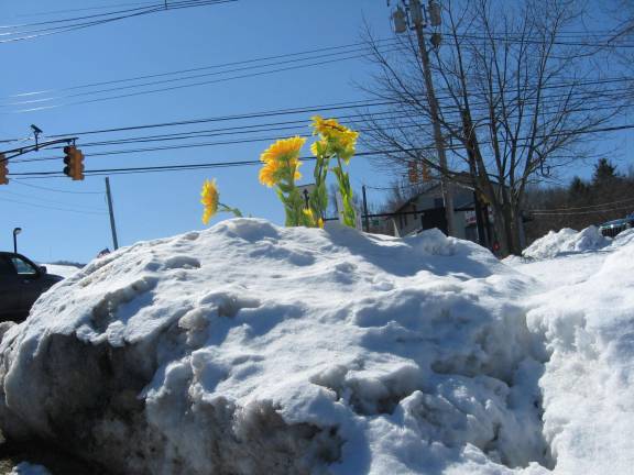 Sunflowers are in a huge snowbank at Highland Flowers.