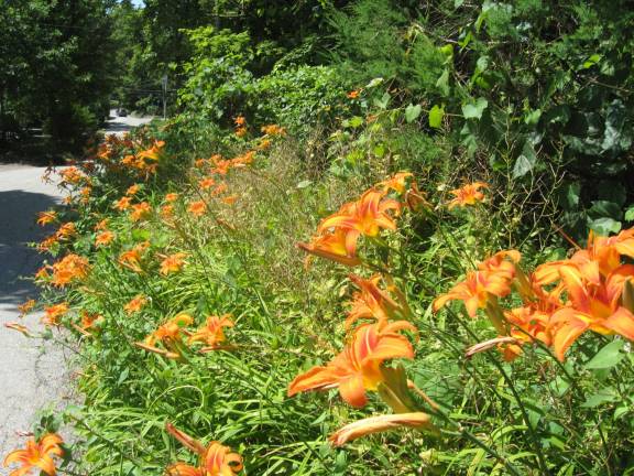 A treat on Sussex County roads every summer is the display of tiger lilies that beautify our roads.