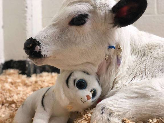 Wantage's 'cow guy' rescues Wisconsin calf PHOTOS PROVIDED BY SKYLANDS ANIMAL SANCTUARY AND RESCUE Trevor, safely at the hospital after a long rescue journey from Wisconsin.