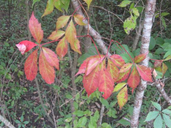 PHOTO BY JANET REDYKE Color-turning foliage could be spotted even at this early date.