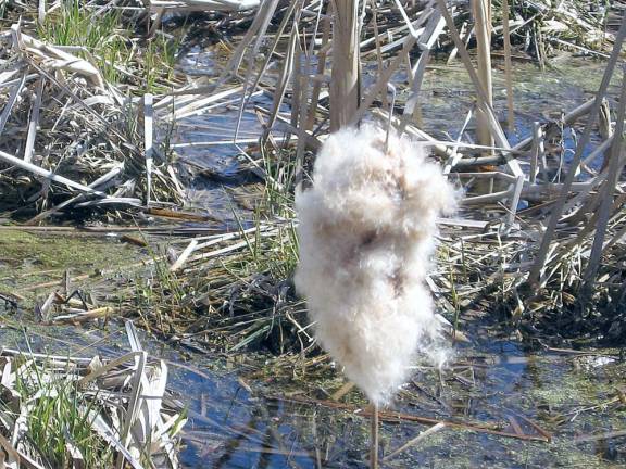 A puff ball swamp punk from last season awaits new growth.