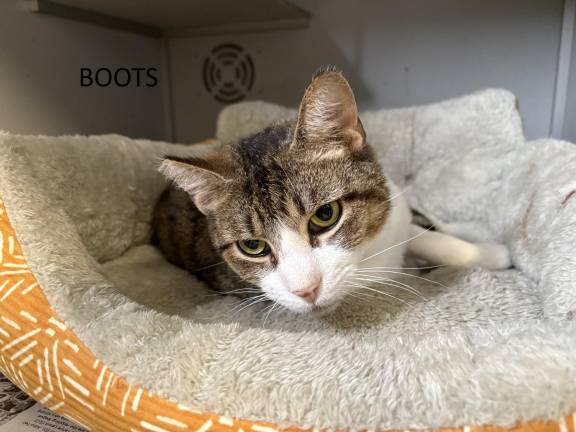 Meet Boots Meet Boots