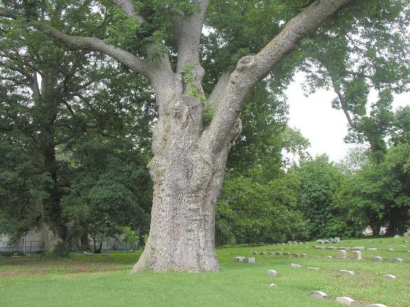 The Salem Oak before it was downed in 2019