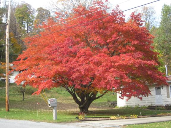 PHOTO BY JANET REDYKE This tree on Andrea Drive in Vernon is ablaze in color. This autumn up until now has not been very bright in foliage.