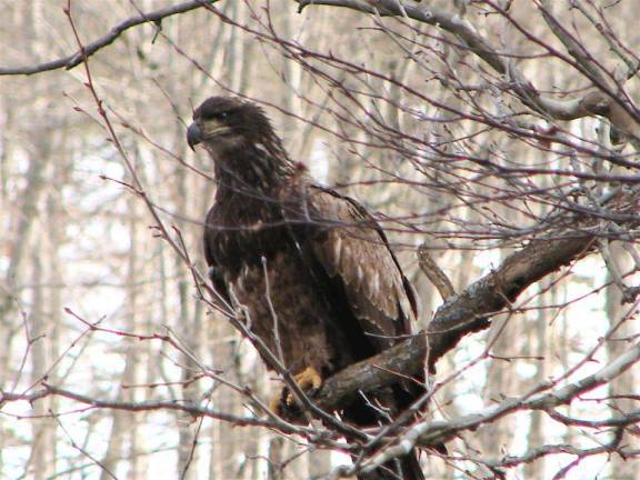Search for eagles with Jack Padalino of the Paul F-Brandwein Institute (Photo: Delaware Water Gap National Recreation Area Facebook page)