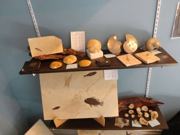 Photo by Scott Baker Fossils on display at Sparta's Earth Art Gallery.