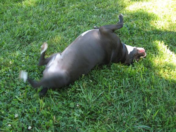 Nothing better than a green grass roll, Dexter enjoys the gorgeous Sunday at the dog park.