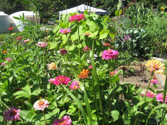 PHOTOS BY JANET REDYKE Zinnias of beautiful hues are in Raye O' Loughlin's garden at the Vernon Community Garden on Route 517.