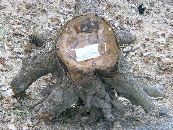 The infamous Canistear Road tree stump, which area residents decorate for different occasions, sports a medical mast, a definite sign of the virus times.