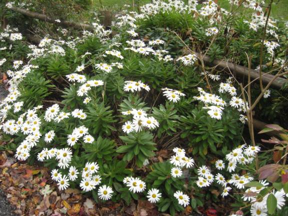PHOTOS BY JANET REDYKEBeautiful Montauk daisies are growing on the Highland Lakes property of Linda Fleming.