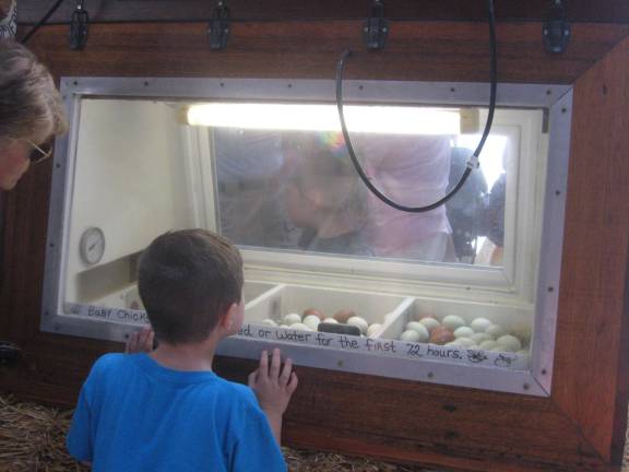 Baby chicks were hatching in incubators.