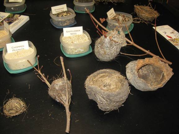 Nests of various species of birds and their favorite foods are on display.