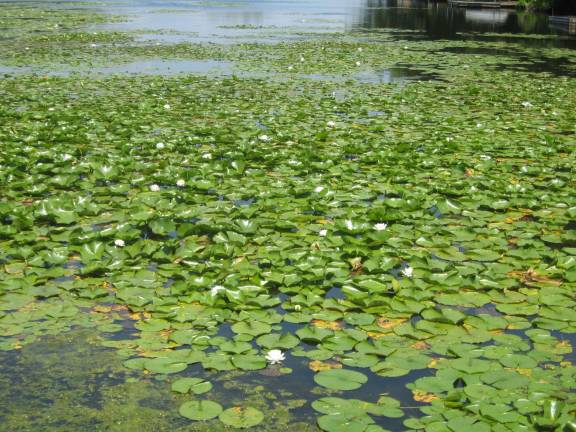 PHOTOS BY JANET REDYKE Summer lily pads, flowers and probably relaxing frogs decorate the Main Lake in Highland Lakes.