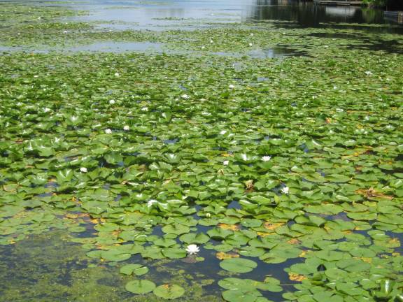 Mid-summer at the lake PHOTOS BY JANET REDYKE Summer lily pads, flowers and probably relaxing frogs decorate the Main Lake in Highland Lakes.
