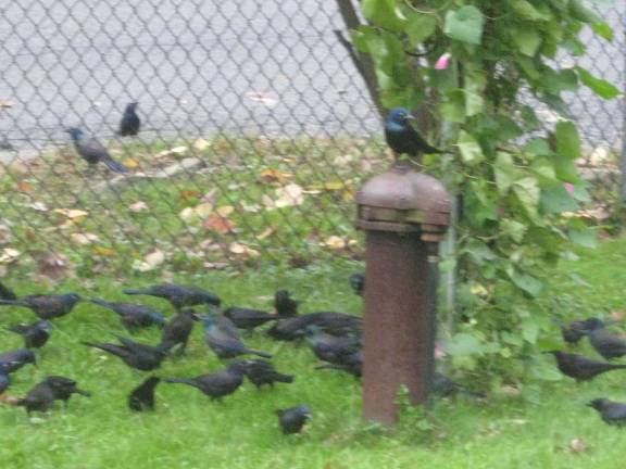 The grackles were there and gone in minutes and they behaved nicely not like their movie cousins.