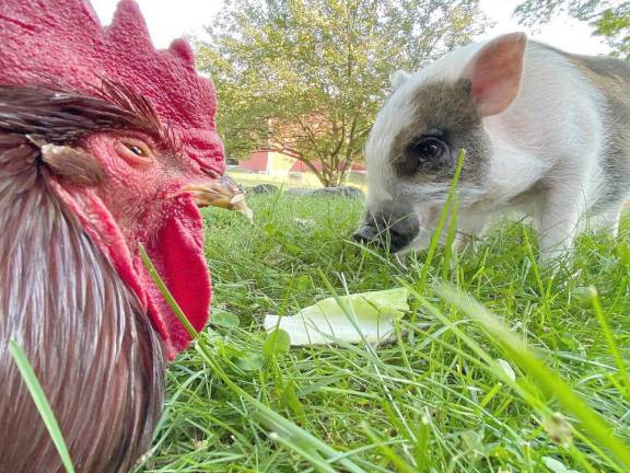 From Tamerlaine Sanctuary &amp; Preserve’s Facebook page: Turkey, one of our oldest roosters, is sharing a meal with Lil Vinny, our youngest pig, on this hot summer day. We love interspecies bonding.