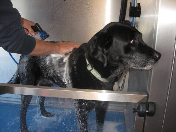 Rub-a-Dub Doggie in Sussex Doc the dog, owned by Jonathon Kuperus, seems to enjoy the wash.