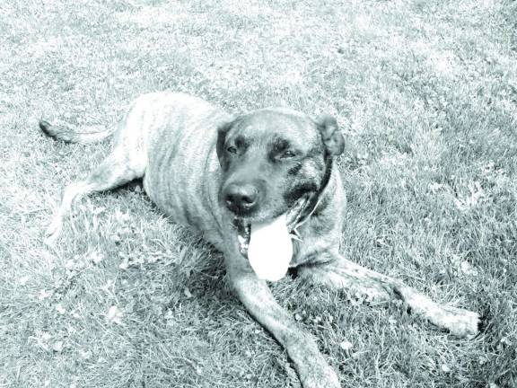 The Rescue Round-Up Louise.