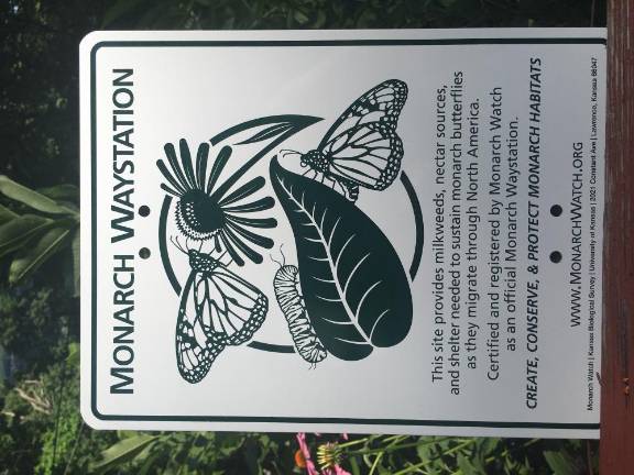 Vernon couple embraces Monarch butterfly season