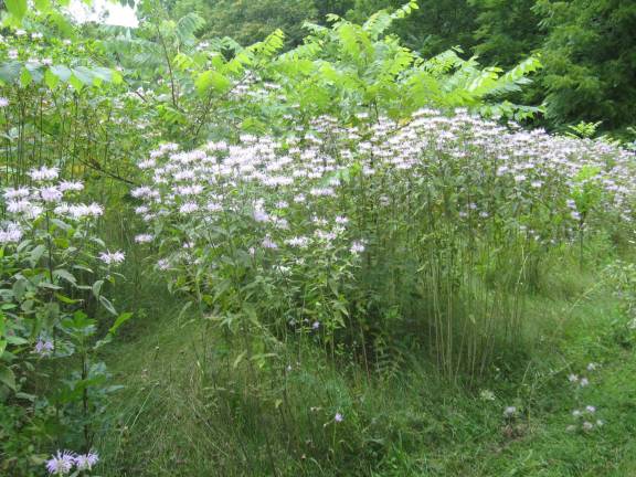 PHOTOS BY JANET REDYKEEndless wildflowers decorate the Dagmar Dale Loop at the Wallkill River National Wildlife Refuge.