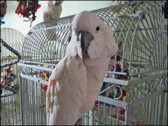 Bird sanctuary earns non-profit status