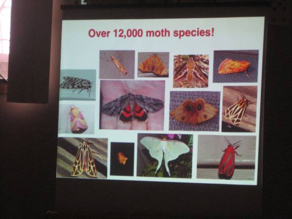 As the slide says, there are an impressive number of moth species.