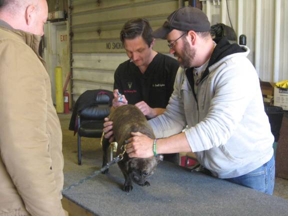 Dr. Scott Gaydos (left) of Vernon Veterinary Center administered a shot to Josie the dog.