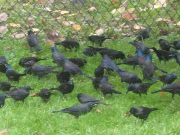 PHOTOS BY JANET REDYKEIt was like the Hitchcock movie The Birds. Huge flocks of grackles gathered one day last week to fill up on birdseed as they prepared to migrate south as the weather got chilly.