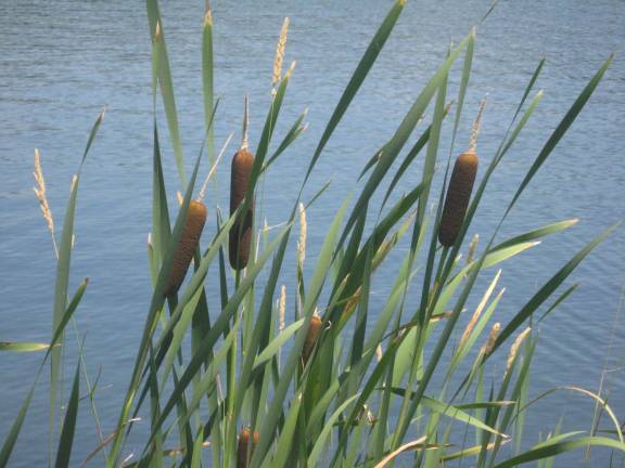 Typha grows by Beach 1 in Highland Lakes. It's American English names are cattails, punks, corn dog grass or water sausage.