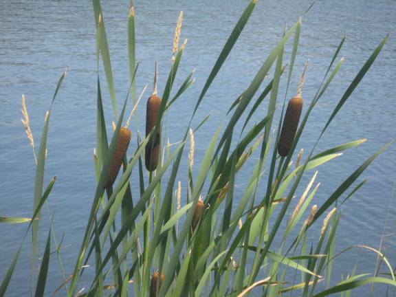 Mid-summer at the lake Typha grows by Beach 1 in Highland Lakes. It's American English names are cattails, punks, corn dog grass or water sausage.