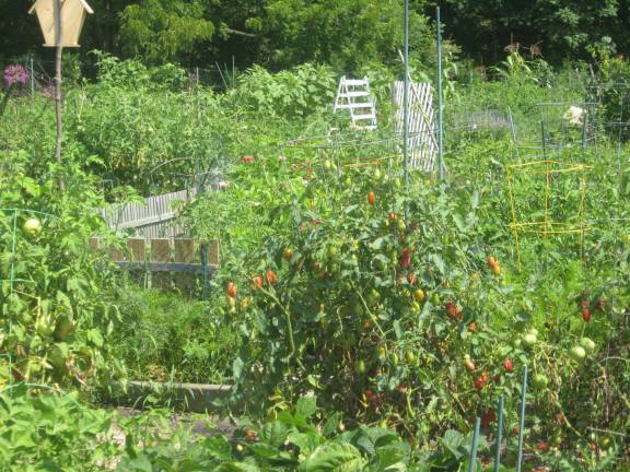 PHOTOS BY JANET REDYKE The Vernon Community Garden is ripe with tomatoes, peppers, beans and squash.