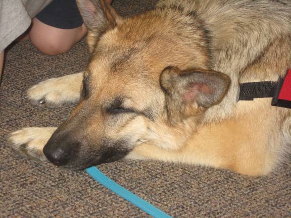 Therapy dog visits library PHOTOS BY JANET REDYKE Wren the reading therapy dog is in listening mode.