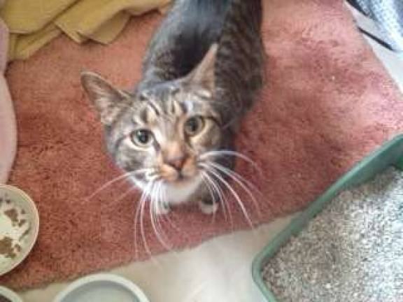 Furry friends up for adoption Mia.