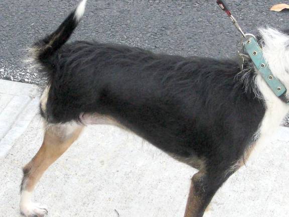 Tripod dog Mischling, German for mongrel, received his blessing on Sunday Oct. 4. Mischling was recused by his owner on a Paterson railroad track and nursed back to excellent health. (Photo by Janet Redyke)